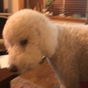 Meet your Posher, Jeff